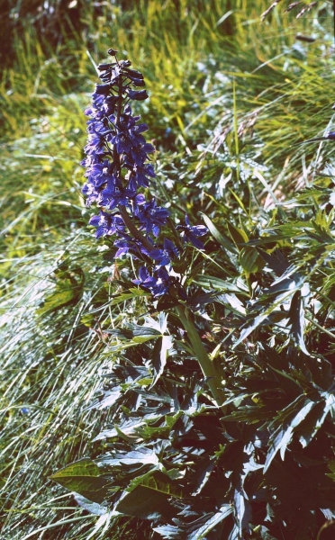 Pflanzenbild gross Hoher Rittersporn - Delphinium elatum