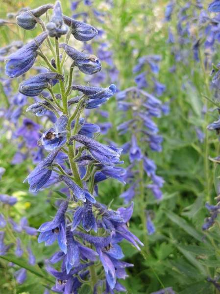 Pflanzenbild gross Hoher Rittersporn - Delphinium elatum