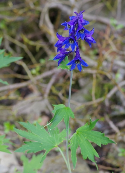 Pflanzenbild gross Hoher Rittersporn - Delphinium elatum