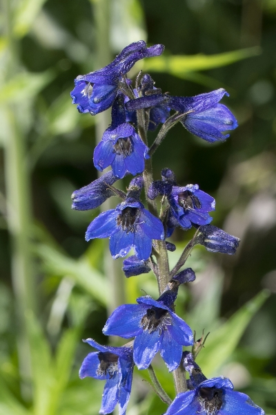 Pflanzenbild gross Hoher Rittersporn - Delphinium elatum