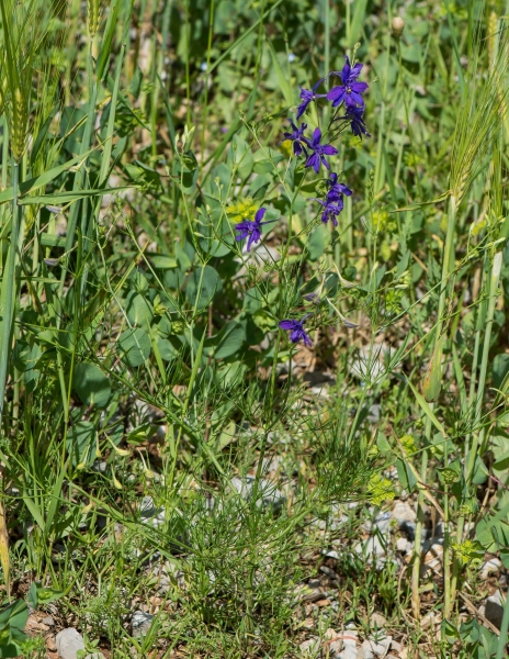 Pflanzenbild gross Acker-Rittersporn - Consolida regalis