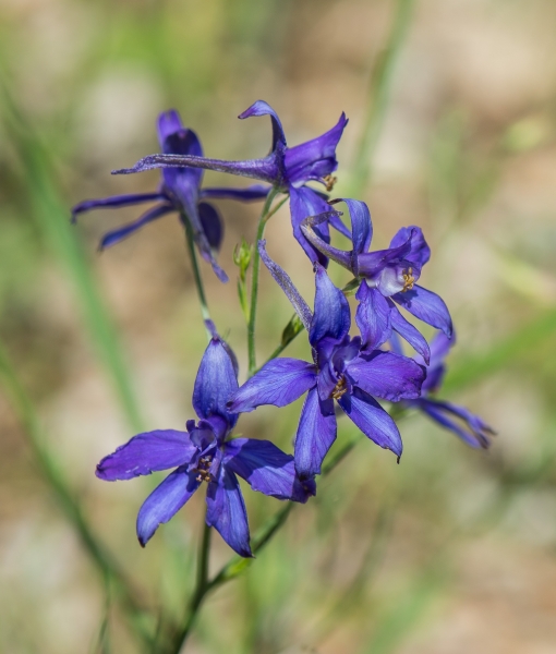 Pflanzenbild gross Acker-Rittersporn - Consolida regalis