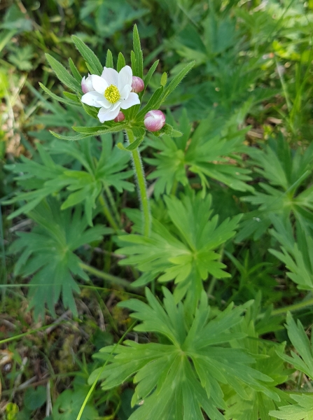 Pflanzenbild gross Narzissen-Windröschen - Anemone narcissiflora
