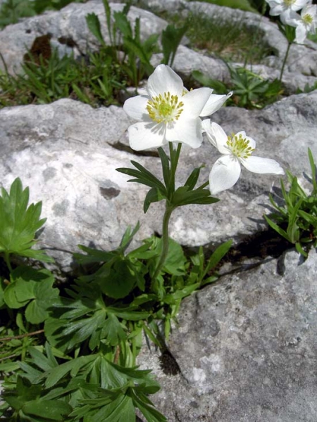 Pflanzenbild gross Narzissen-Windröschen - Anemone narcissiflora