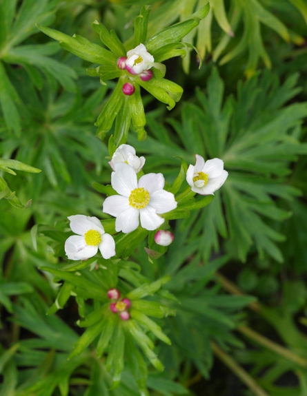 Pflanzenbild gross Narzissen-Windröschen - Anemone narcissiflora