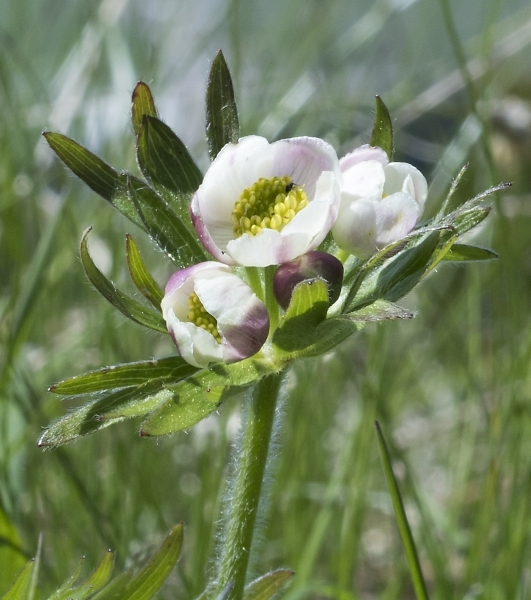Pflanzenbild gross Narzissen-Windröschen - Anemone narcissiflora