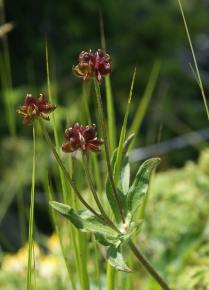 Pflanzenbild gross Narzissen-Windröschen - Anemone narcissiflora