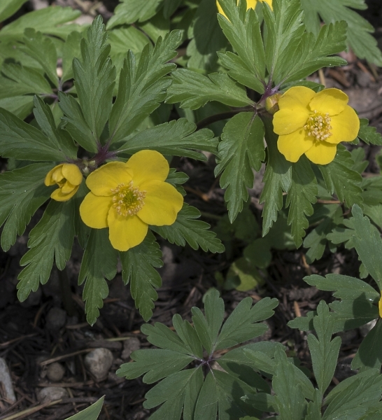 Pflanzenbild gross Gelbes Windröschen - Anemone ranunculoides