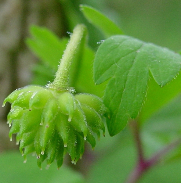 Pflanzenbild gross Busch-Windröschen - Anemone nemorosa