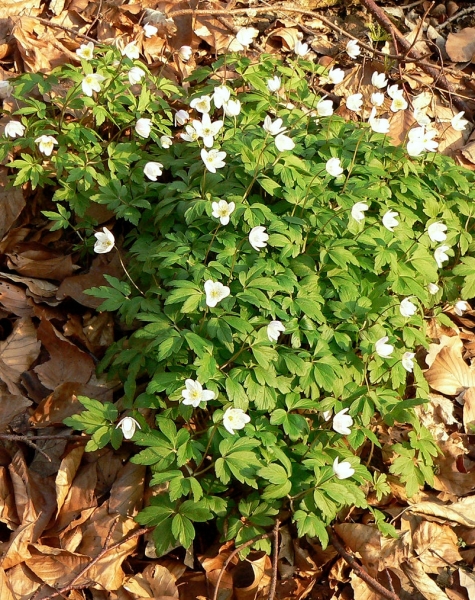 Pflanzenbild gross Busch-Windröschen - Anemone nemorosa