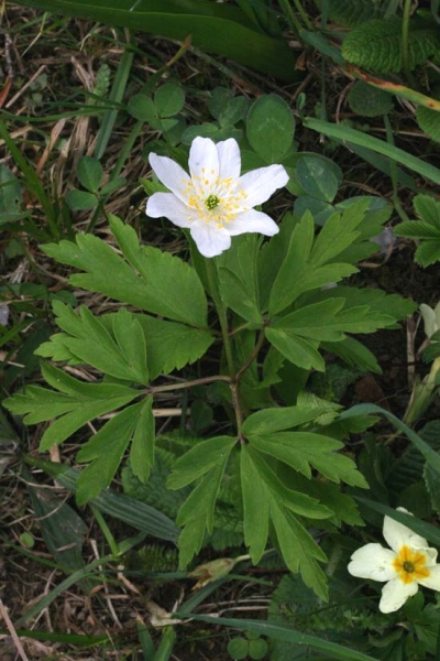 Pflanzenbild gross Busch-Windröschen - Anemone nemorosa