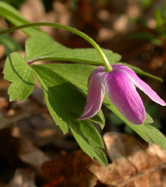 Pflanzenbild gross Busch-Windröschen - Anemone nemorosa