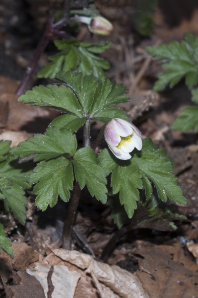 Pflanzenbild gross Busch-Windröschen - Anemone nemorosa