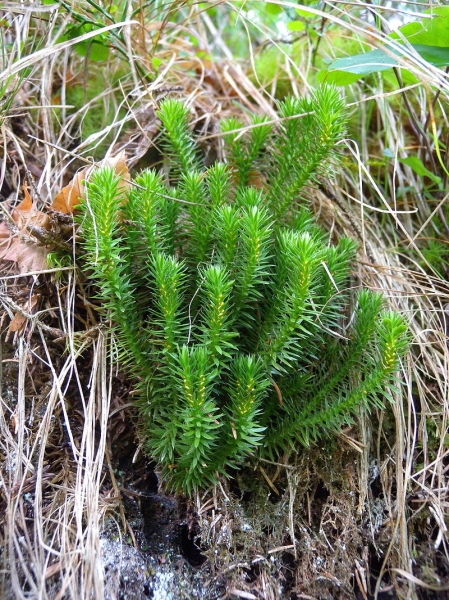 Pflanzenbild gross Tannenbärlapp - Huperzia selago