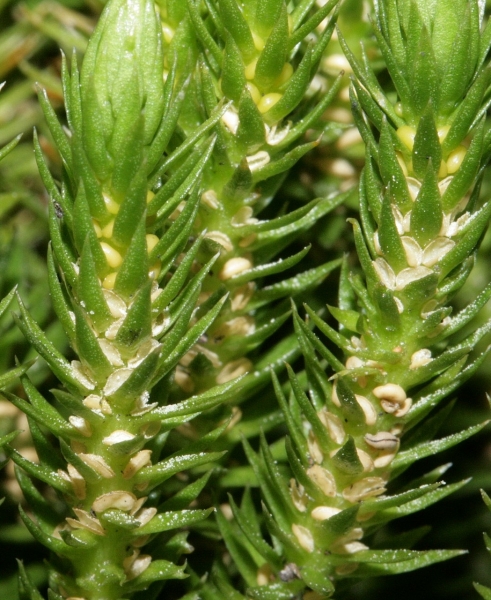 Pflanzenbild gross Tannenbärlapp - Huperzia selago