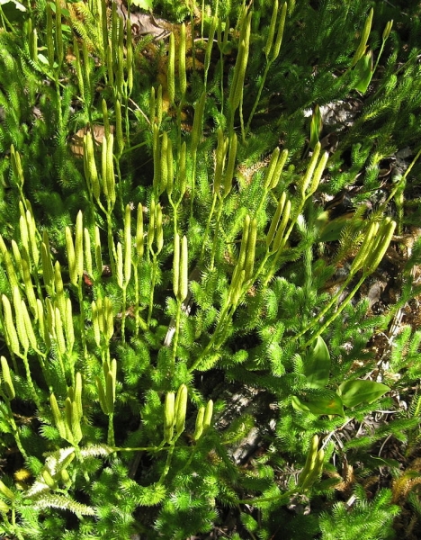 Pflanzenbild gross Keulen-Bärlapp - Lycopodium clavatum