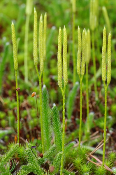 Pflanzenbild gross Keulen-Bärlapp - Lycopodium clavatum