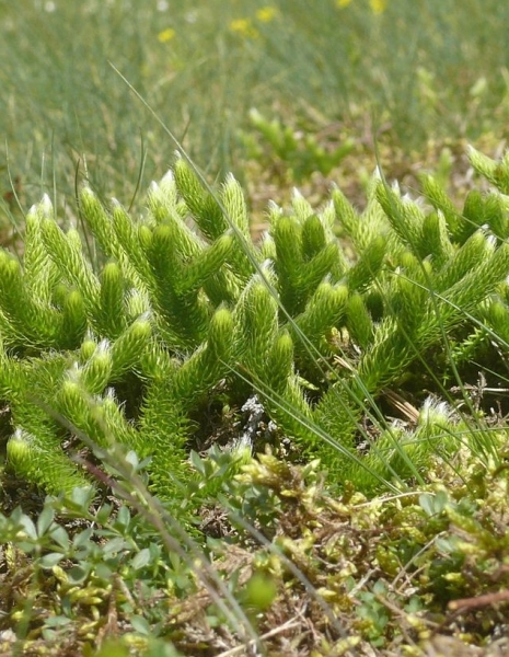 Pflanzenbild gross Keulen-Bärlapp - Lycopodium clavatum