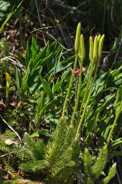 Pflanzenbild gross Keulen-Bärlapp - Lycopodium clavatum