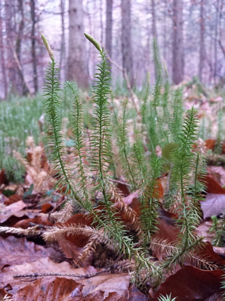 Pflanzenbild gross Wald-Bärlapp - Lycopodium annotinum