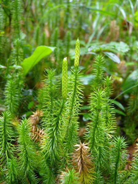 Pflanzenbild gross Wald-Bärlapp - Lycopodium annotinum