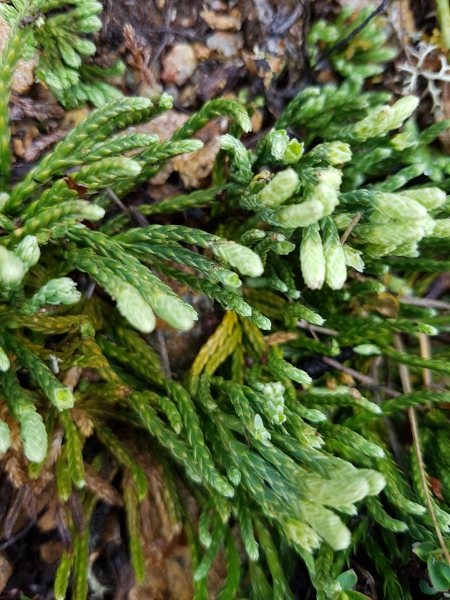 Pflanzenbild gross Alpen-Flachbärlapp - Diphasiastrum alpinum