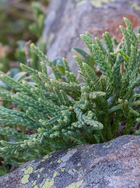 Pflanzenbild gross Alpen-Flachbärlapp - Diphasiastrum alpinum
