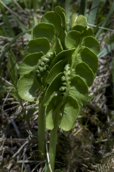 Pflanzenbild gross Echte Mondraute - Botrychium lunaria
