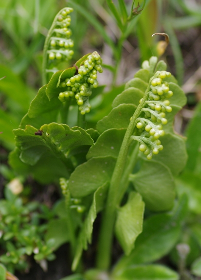 Pflanzenbild gross Echte Mondraute - Botrychium lunaria