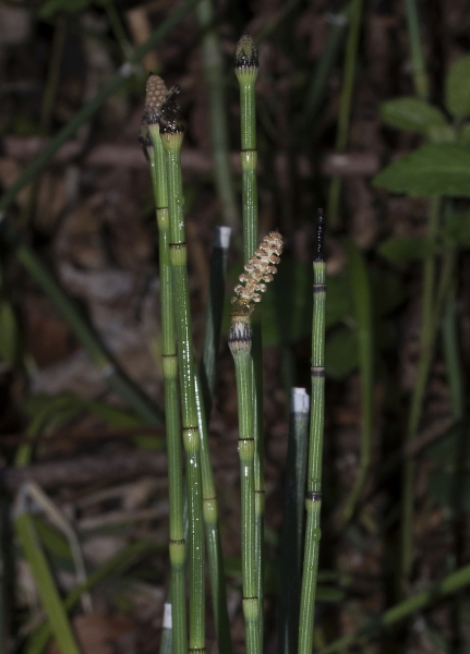 Pflanzenbild gross Winter-Schachtelhalm - Equisetum hyemale
