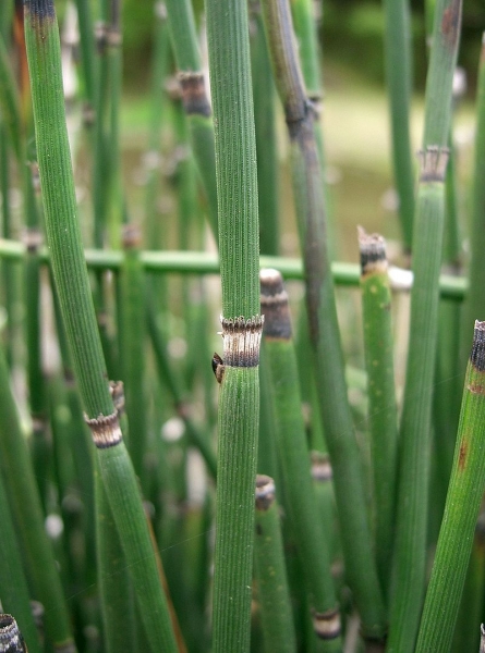 Pflanzenbild gross Winter-Schachtelhalm - Equisetum hyemale