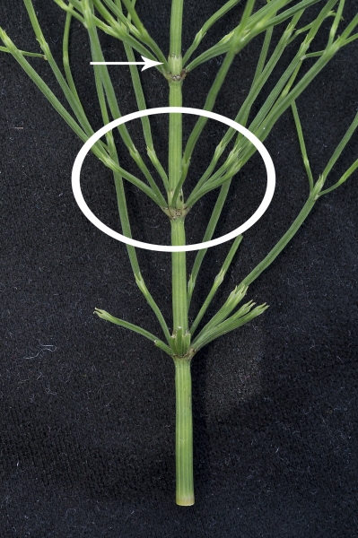 Pflanzenbild gross Acker-Schachtelhalm - Equisetum arvense