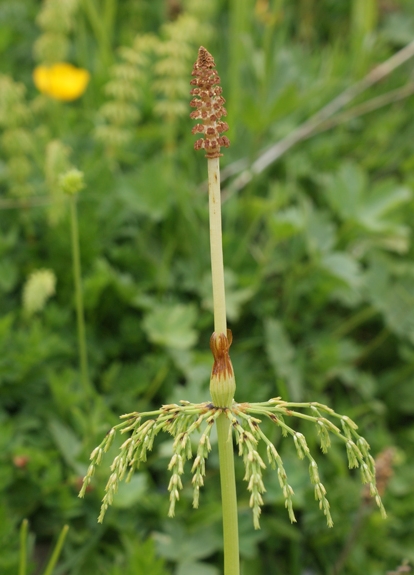 Pflanzenbild gross Wald-Schachtelhalm - Equisetum sylvaticum
