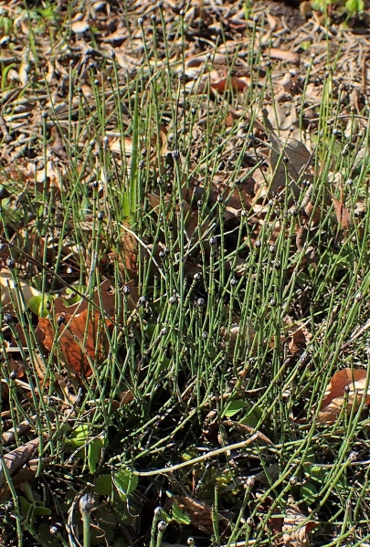 Pflanzenbild gross Bunter Schachtelhalm - Equisetum variegatum