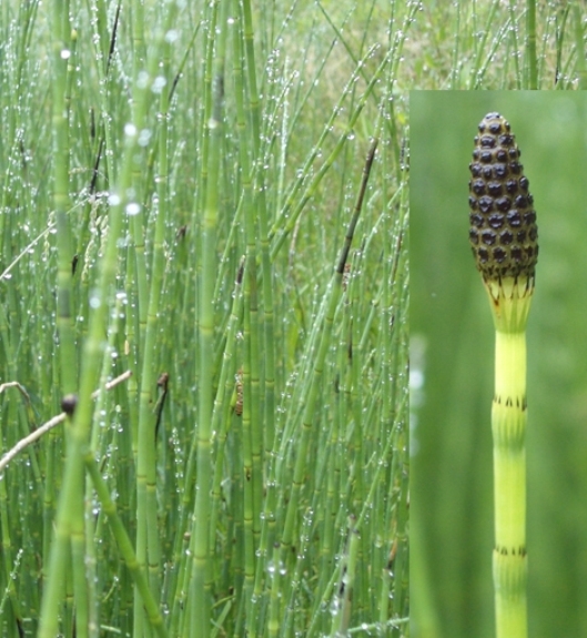 Pflanzenbild gross Sumpf-Schachtelhalm - Equisetum palustre