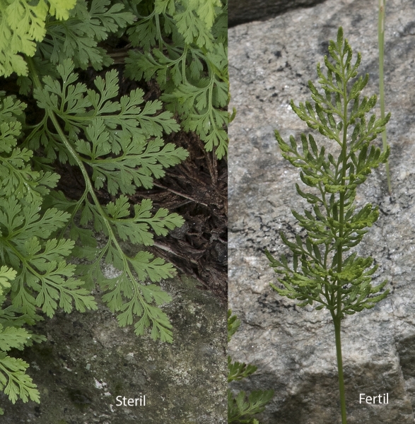 Pflanzenbild gross Krauser Rollfarn - Cryptogramma crispa