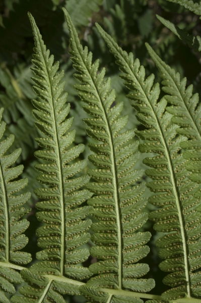 Pflanzenbild gross Bergfarn - Oreopteris limbosperma