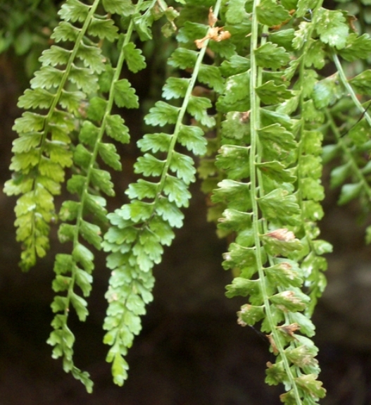 Pflanzenbild gross Grünstieliger Streifenfarn - Asplenium viride