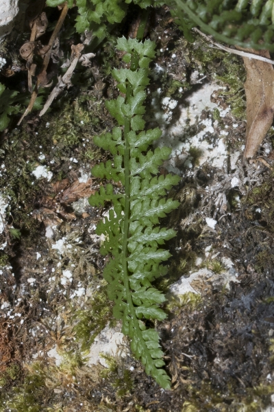 Pflanzenbild gross Quell-Streifenfarn - Asplenium fontanum