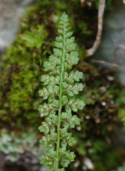 Pflanzenbild gross Quell-Streifenfarn - Asplenium fontanum