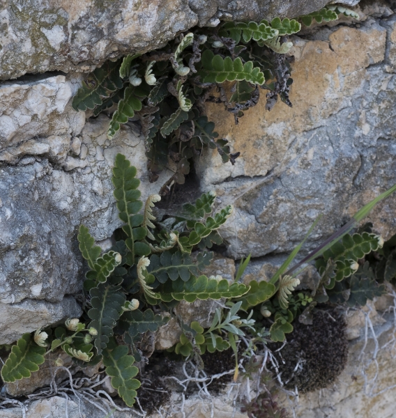 Pflanzenbild gross Schriftfarn - Asplenium ceterach