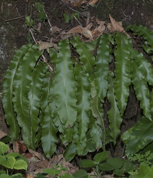 Pflanzenbild gross Hirschzunge - Phyllitis scolopendrium