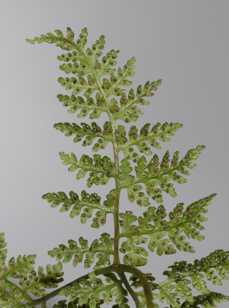 Pflanzenbild gross Alpen-Blasenfarn - Cystopteris alpina