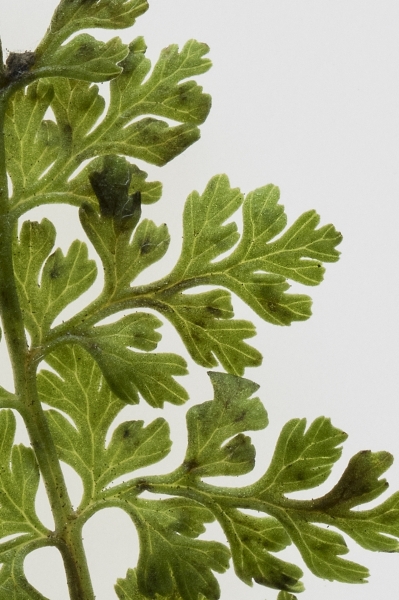 Pflanzenbild gross Alpen-Blasenfarn - Cystopteris alpina
