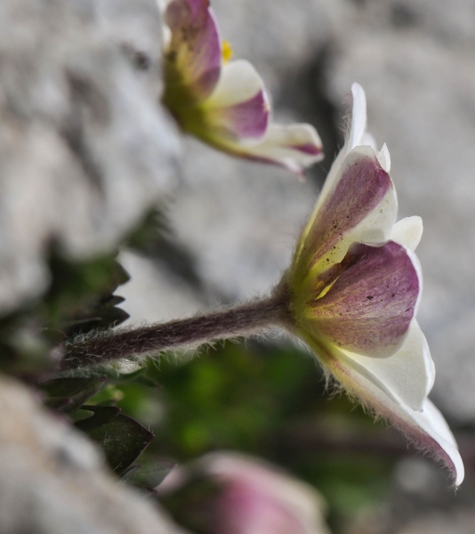 Pflanzenbild gross Monte Baldo-Windröschen - Anemone baldensis
