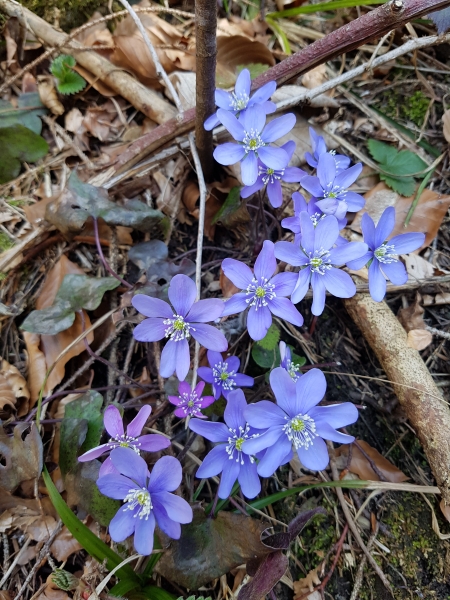 Pflanzenbild gross Leberblümchen - Hepatica nobilis