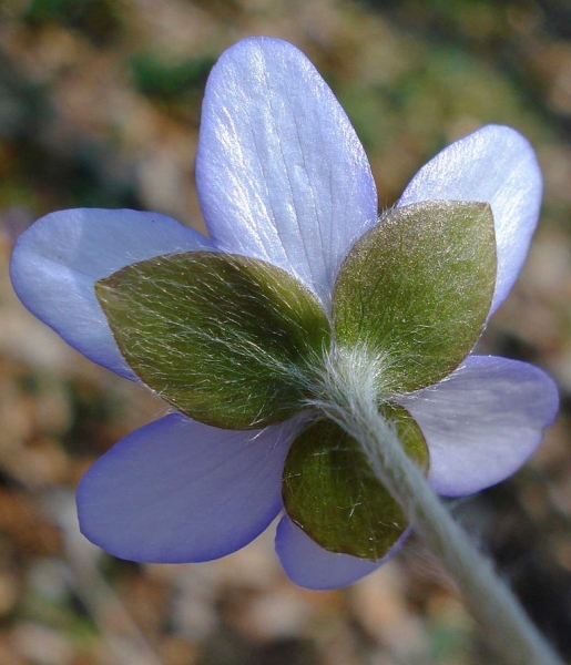 Pflanzenbild gross Leberblümchen - Hepatica nobilis