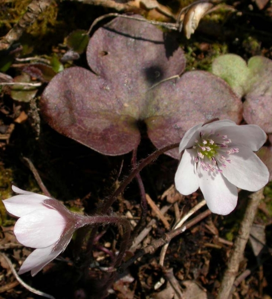 Pflanzenbild gross Leberblümchen - Hepatica nobilis