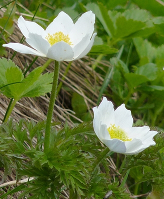 Pflanzenbild gross Weisse Alpen-Anemone - Pulsatilla alpina subsp. alpina