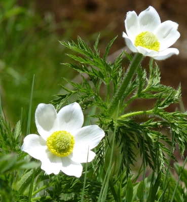 Pflanzenbild gross Weisse Alpen-Anemone - Pulsatilla alpina subsp. alpina
